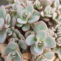 Sedum 'Hareknoll Gem'